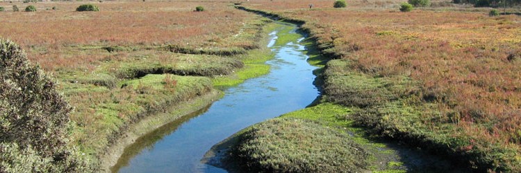 photos_lisa_fimiani_habitat_2