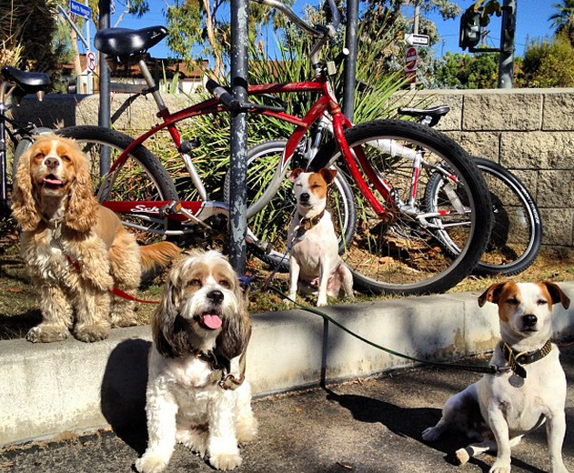 Are Dogs Allowed At The Boardwalk