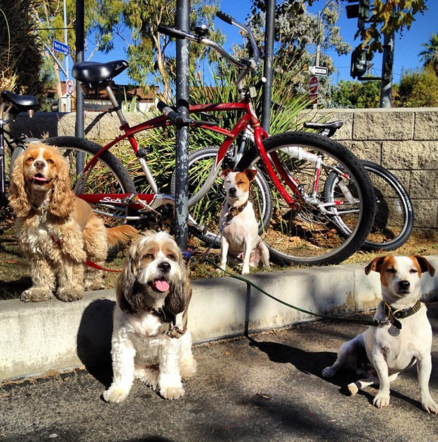 » Are dogs allowed on the beach or Venice boardwalk?