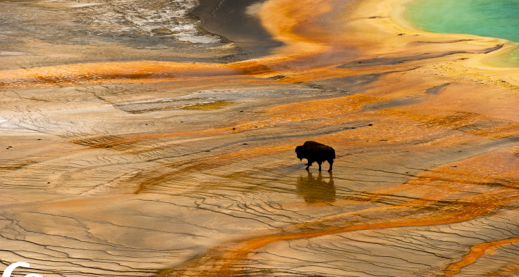 Detail of Grand Prismatic Spring with a Bison, Midway Geyser Basin, Yellowstone N. P., Wyoming, U.S.A.