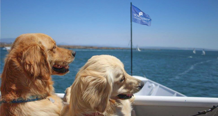 Goldens and flag